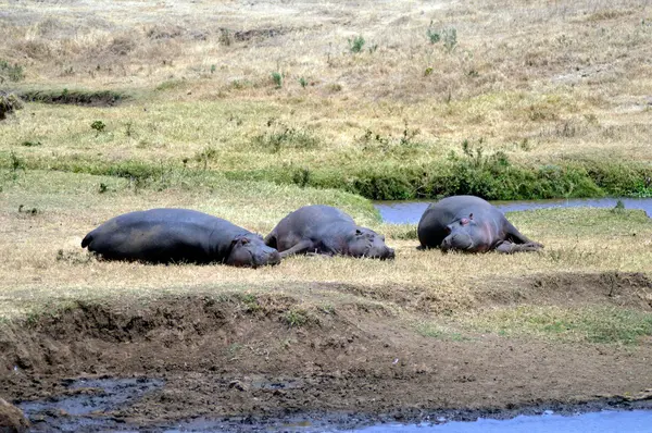 Три бегемота дремлющие на краю пруда — стоковое фото