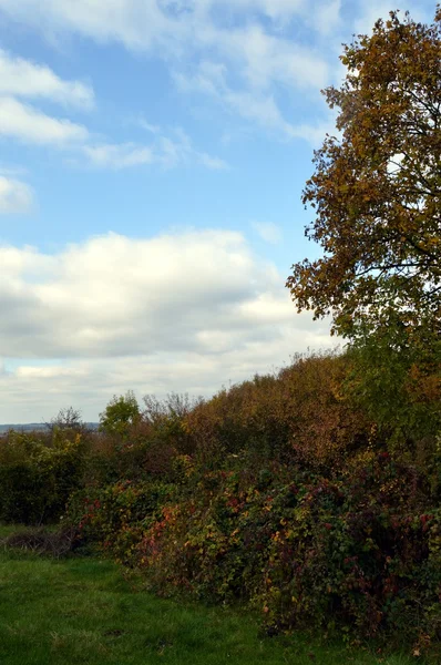 Podszycie w kolorach jesieni — Zdjęcie stockowe