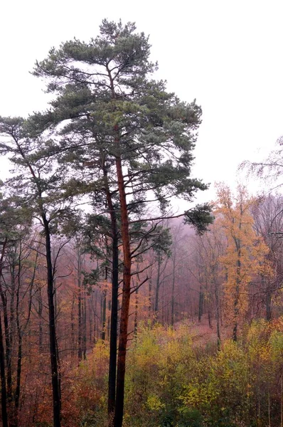 Træer med efterårsfarver - Stock-foto