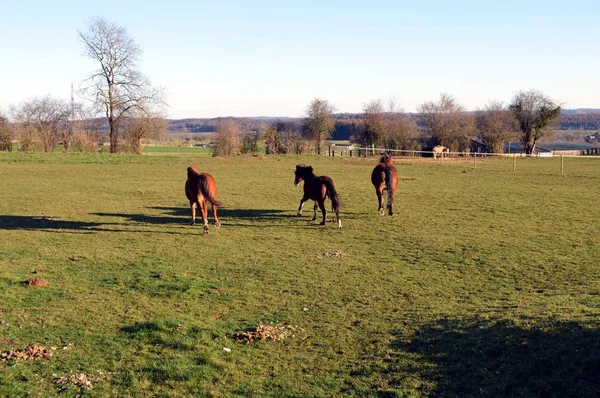 Три лошади коричневого цвета — стоковое фото