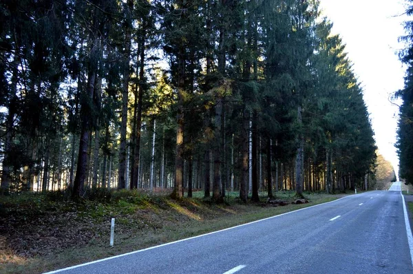 Estrada de Tarmac em uma linha reta que cruza uma floresta de vidoeiro — Fotografia de Stock
