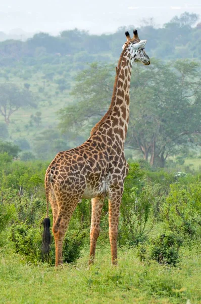 Giraffe in the savanna — Stock Photo, Image