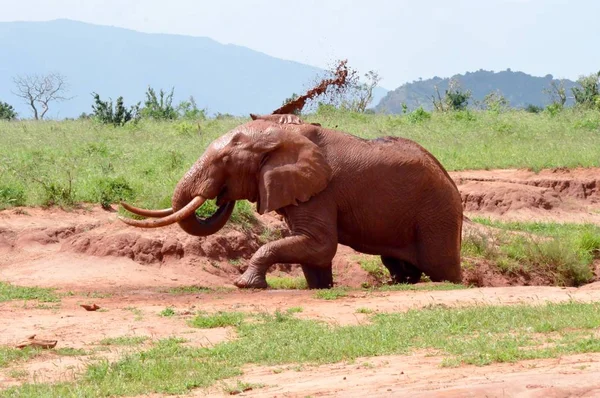 Красный слон Кении — стоковое фото