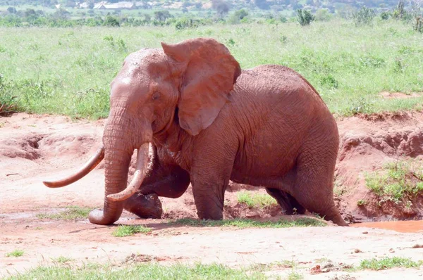 Kenias roter Elefant — Stockfoto