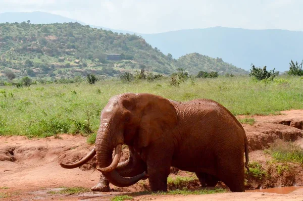 Kenias roter Elefant — Stockfoto