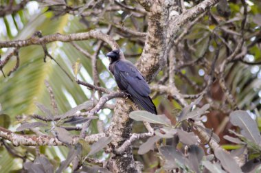 Siyah bir dalda tepeli