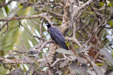 Siyah bir dalda tepeli 