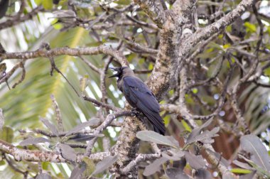 Siyah bir dalda tepeli 