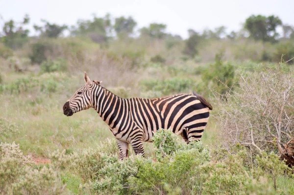 Ein weidendes Zebra — Stockfoto