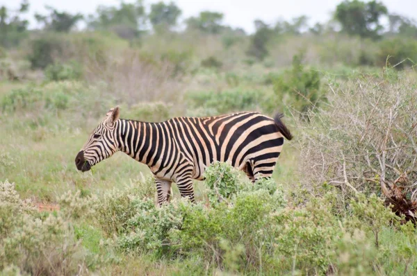 A zebra legeltetés — Stock Fotó
