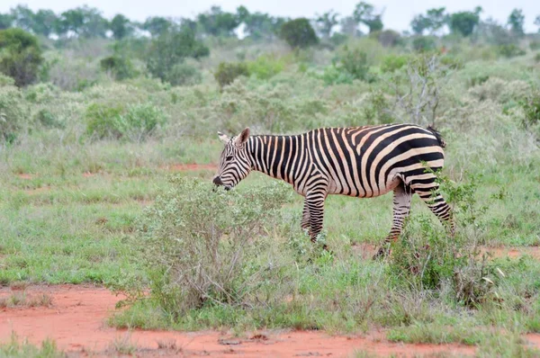 Uma zebra pastando — Fotografia de Stock