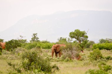 Savannah kırmızı fil