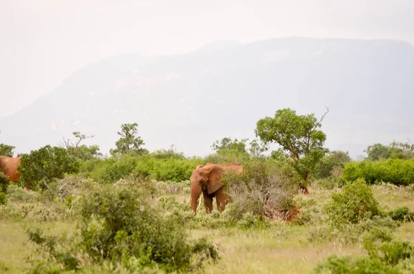 Elefante vermelho na savana — Fotografia de Stock