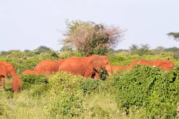 Kırmızı fil sürüsü — Stok fotoğraf
