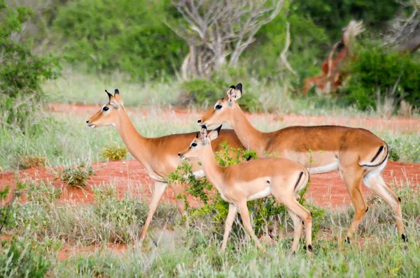 Tres Impalas en la sabana —  Fotos de Stock