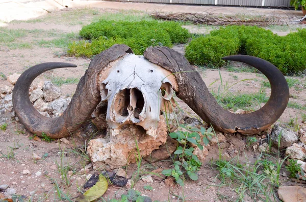 Bir taş üzerinde poz Buffalo skull 