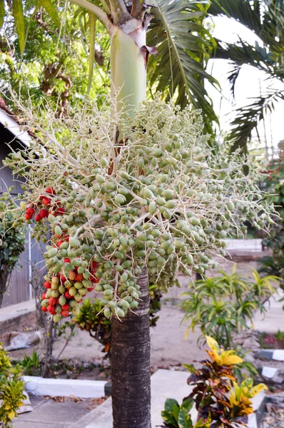 Telapak hijau dan merah — Stok Foto