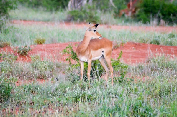 Impalor i savannen — Stockfoto