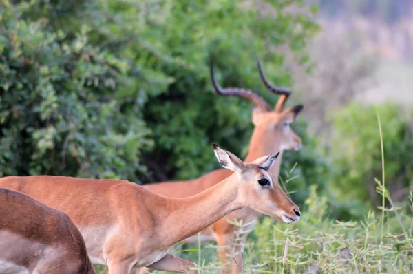 Savana dişleri ile impalas — Stok fotoğraf