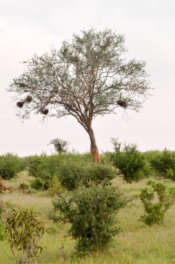 Çeşitli ile yaprak döken ağaç 