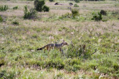Uzun otların arasında yürüyüş çakal 