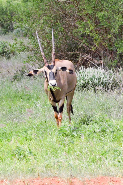 Oryx grazing in the savanna — Stock Photo, Image