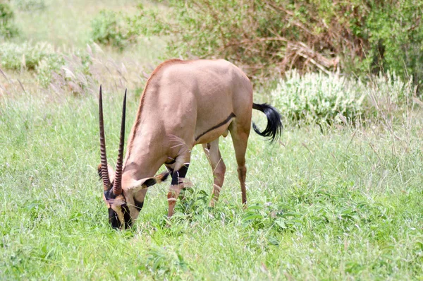 Oryx grazing in the savanna — Stock Photo, Image