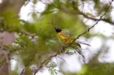 Bir şube Kenya poz dokumacılar