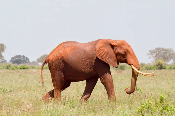 Elefante rosso isolato — Foto Stock