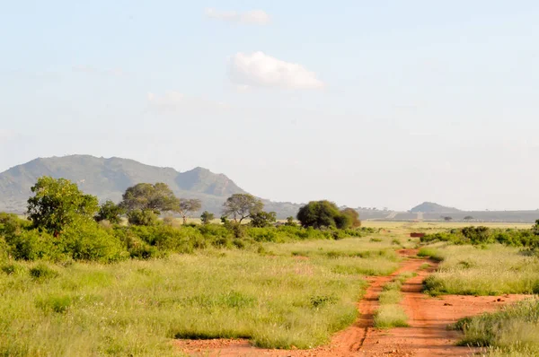 Savannah w parku Tsavo East — Zdjęcie stockowe