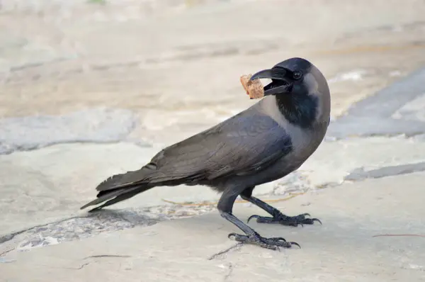Черная ворона, лежащая на каменном полу — стоковое фото