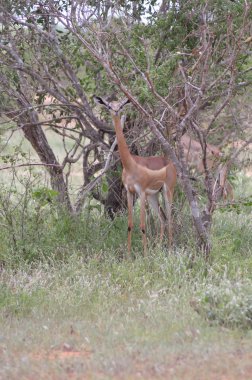 İzole antilop zürafa 