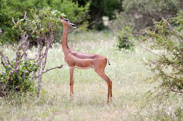 Antilopengiraffe isoliert — Stockfoto