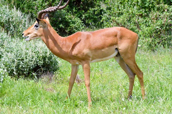 Impala isolierte Beweidung — Stockfoto