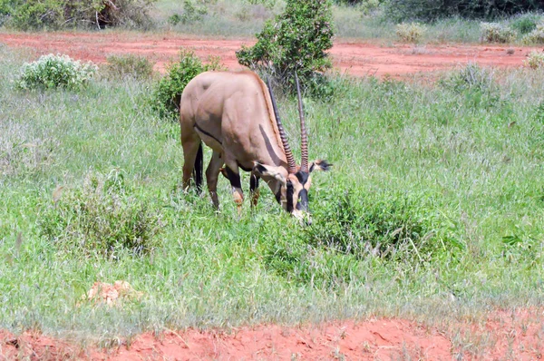 Izolované oryx pastva — Stock fotografie