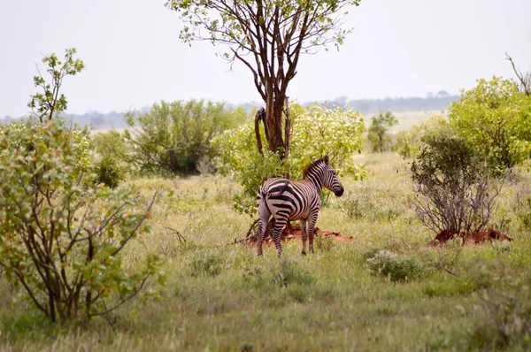 Zebra, samostatný v savaně — Stock fotografie