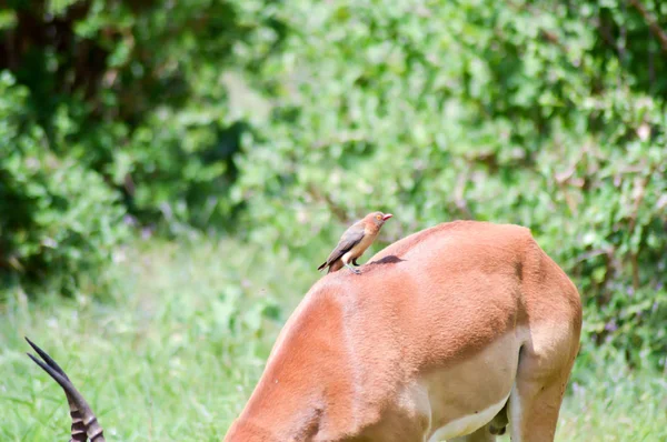 Pássaro nas costas de uma impala — Fotografia de Stock