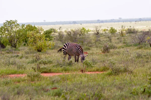 A szavanna izolált zebra — Stock Fotó