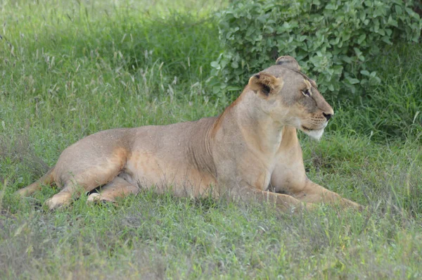 Lioness sitting under a tree — Stock Photo, Image