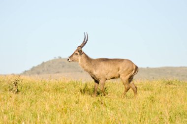 Topi yavaş bir yürüyüş içinde savana vardır. 