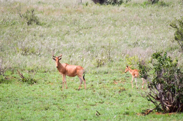 Hirola olhando para o namorado — Fotografia de Stock