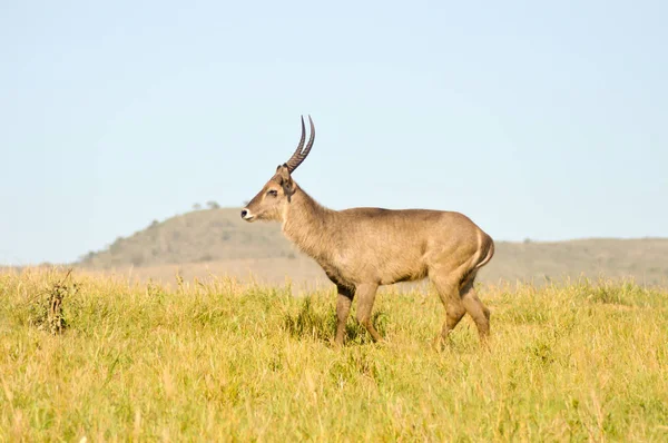 Topi has a slow gait in the savanna — Stock Photo, Image