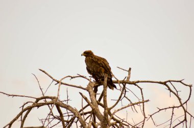 Kartal ravisher bir ağaç üzerinde 