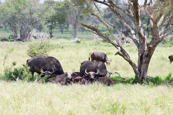 Manada de búfalos à sombra de uma árvore — Fotografia de Stock