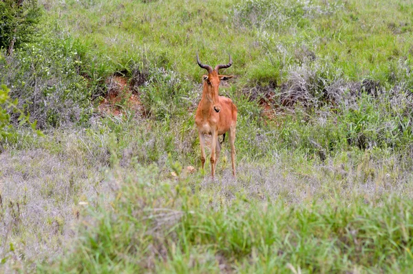 Hirola in de savanne — Stockfoto