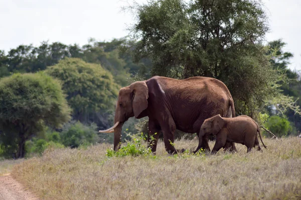 Um elefante e o seu pequeno — Fotografia de Stock