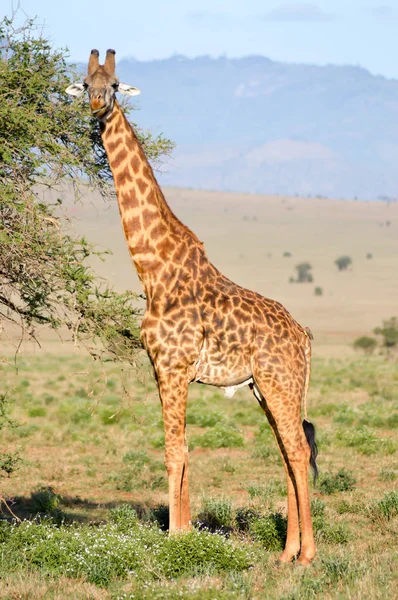 Giraffa isolata tirando lingua — Foto Stock