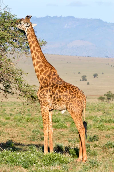 Geïsoleerde Giraffe bezetten eten bladeren — Stockfoto