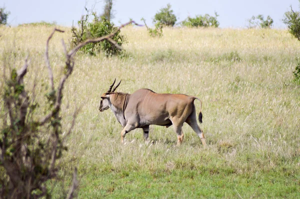 Grand Kudu přesunout do savany — Stock fotografie