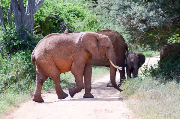 Elephant herd crossing the trail